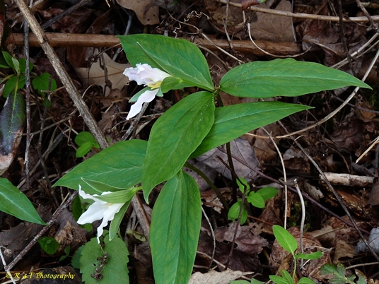 {Trillium persistens}